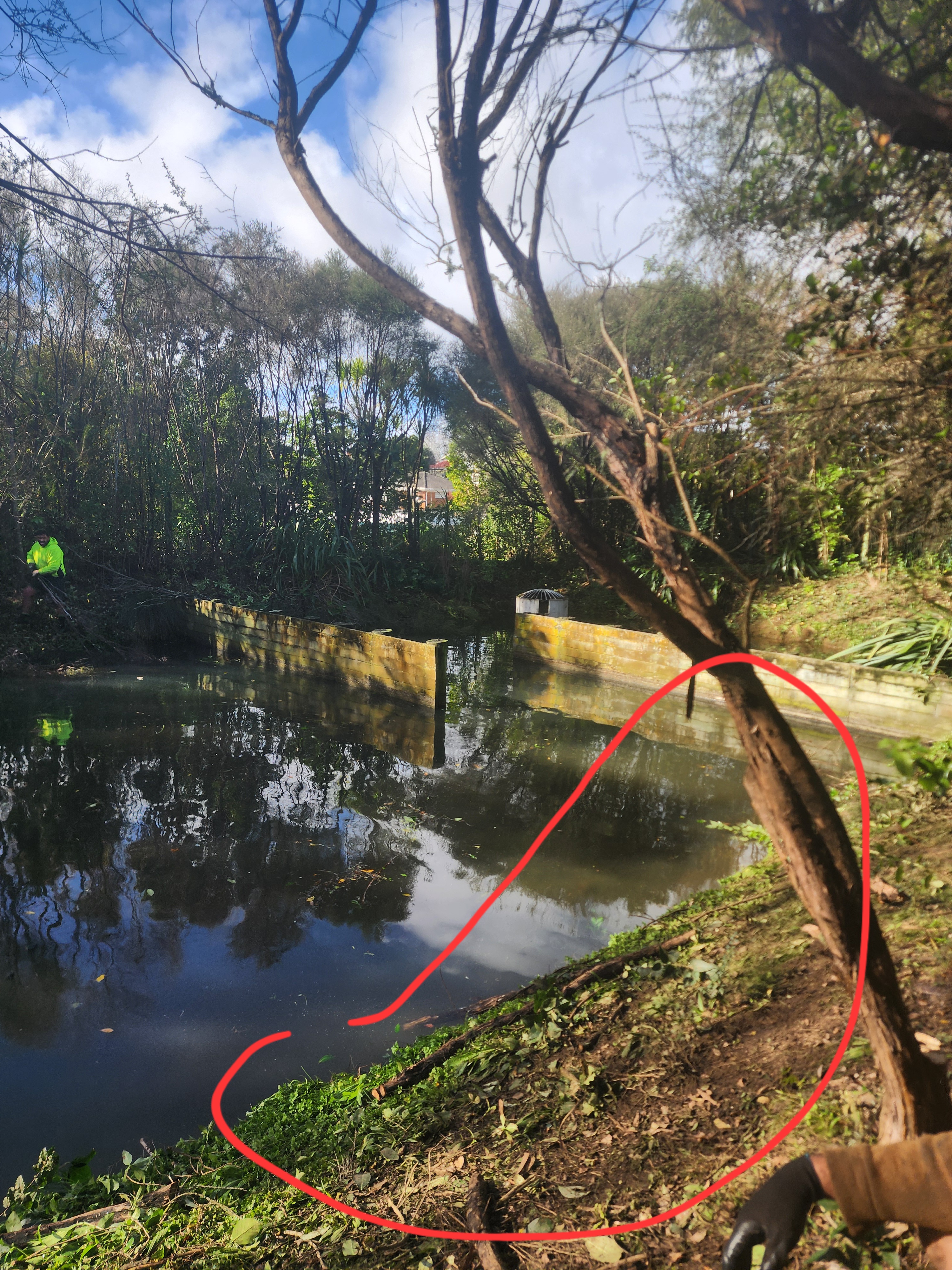 stormwater pond clearance, maintenance, lessen coliform count, remove sediment, improve inlet and outlet water flow